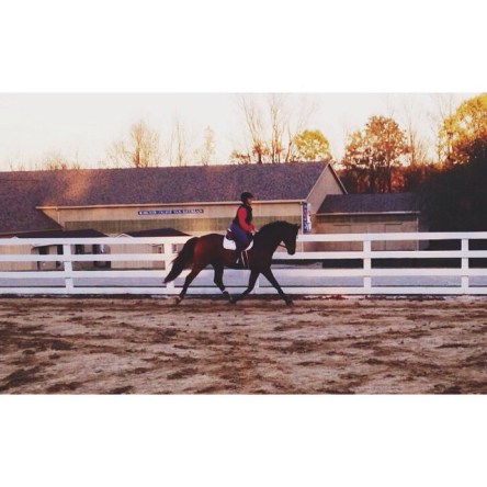 Let's all take a moment to appreciate my horse's trot 💁 And not acknowledge that I have instagrammed three times today🙈