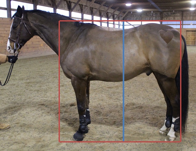 Using the box from the first step (red box), draw a line through the center of the horse (blue) and measure the distance on either side.