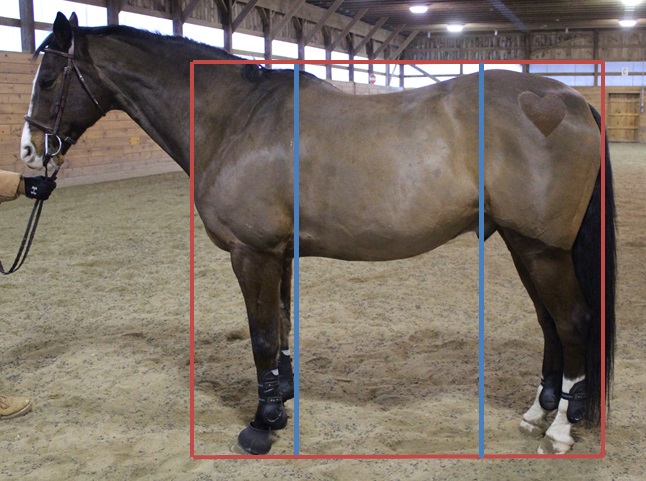 Using the box from before (red box), draw a line from the top of the withers to the ground and the point of hip to the ground (blue lines).