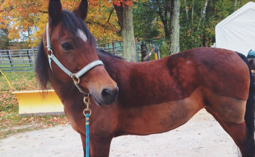 Screen Shot 2015-10-20 at 11.35.15 AM