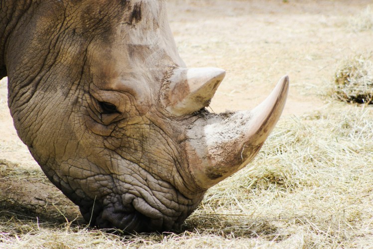 2Southwick Zoo 016-2