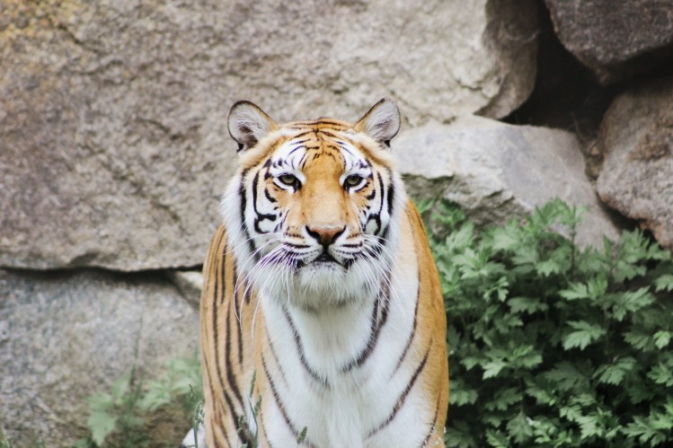 2Southwick Zoo 028-2