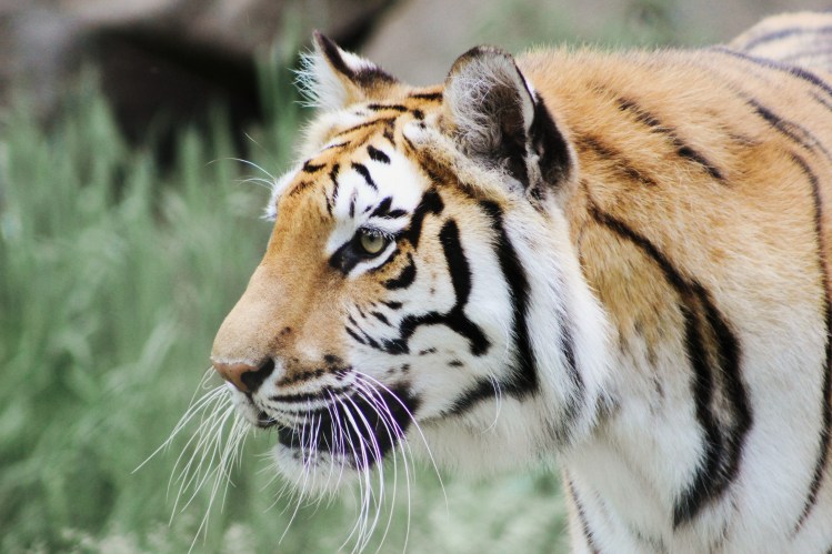 2Southwick Zoo 032-2