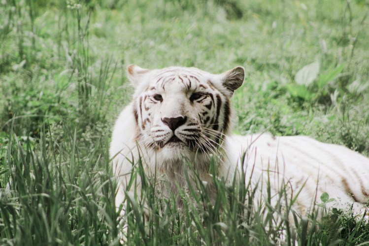 2Southwick Zoo 055-2