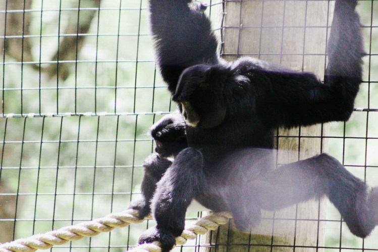 2Southwick Zoo 081-2