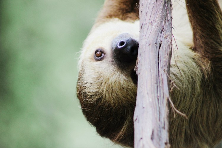 2Southwick Zoo 099-2