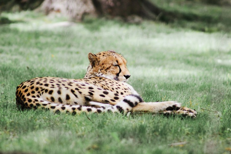 2Southwick Zoo 119-2