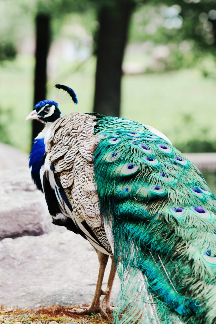 2Southwick Zoo 145-2