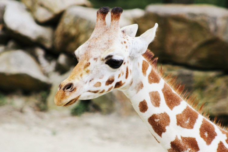 2Southwick Zoo 177-2