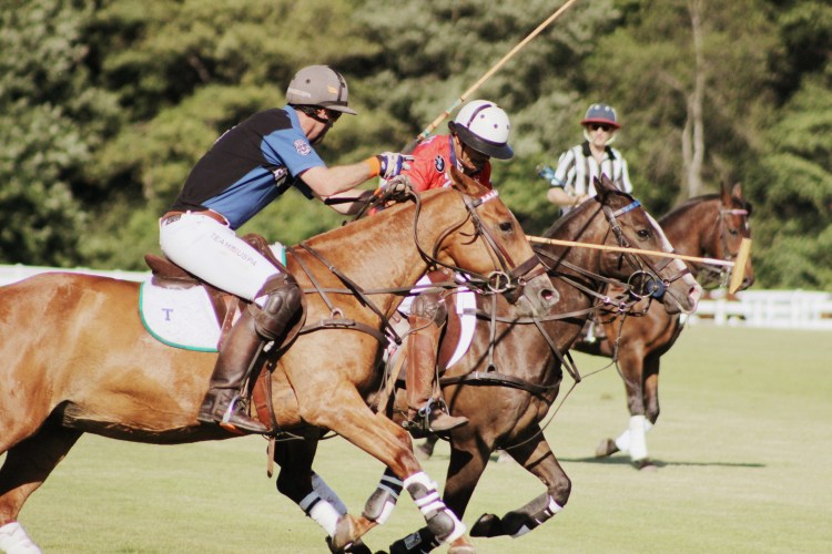 Polo and Wahl Brushes 032