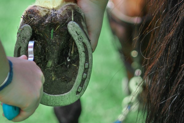 Polo and Wahl Brushes 155