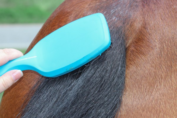 Polo and Wahl Brushes 169.jpg